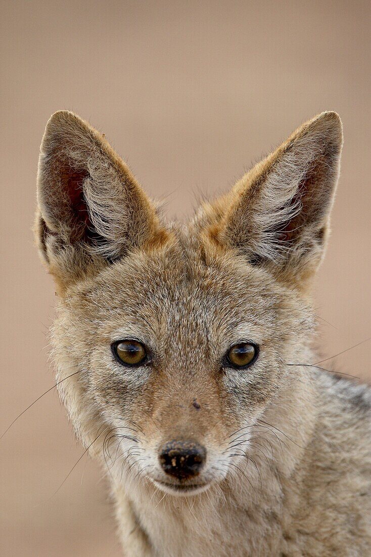 Black-backed jackal (Silver-backed jackal) (Canis mesomelas), Kgalagadi Transfrontier Park, encompassing the former Kalahari Gemsbok National Park, South Africa, Africa