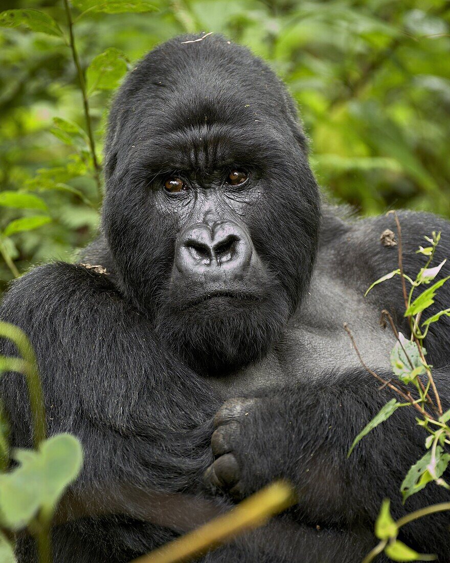 Silverback mountain gorilla (Gorilla gorilla beringei), Group 13, Volcanoes National Park, Rwanda, Africa