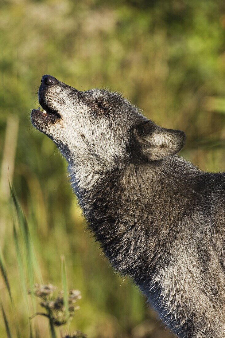 Gray wolf (Canis lupus) howling, in captivity, Minnesota Wildlife Connection, Minnesota, United States of America, North America