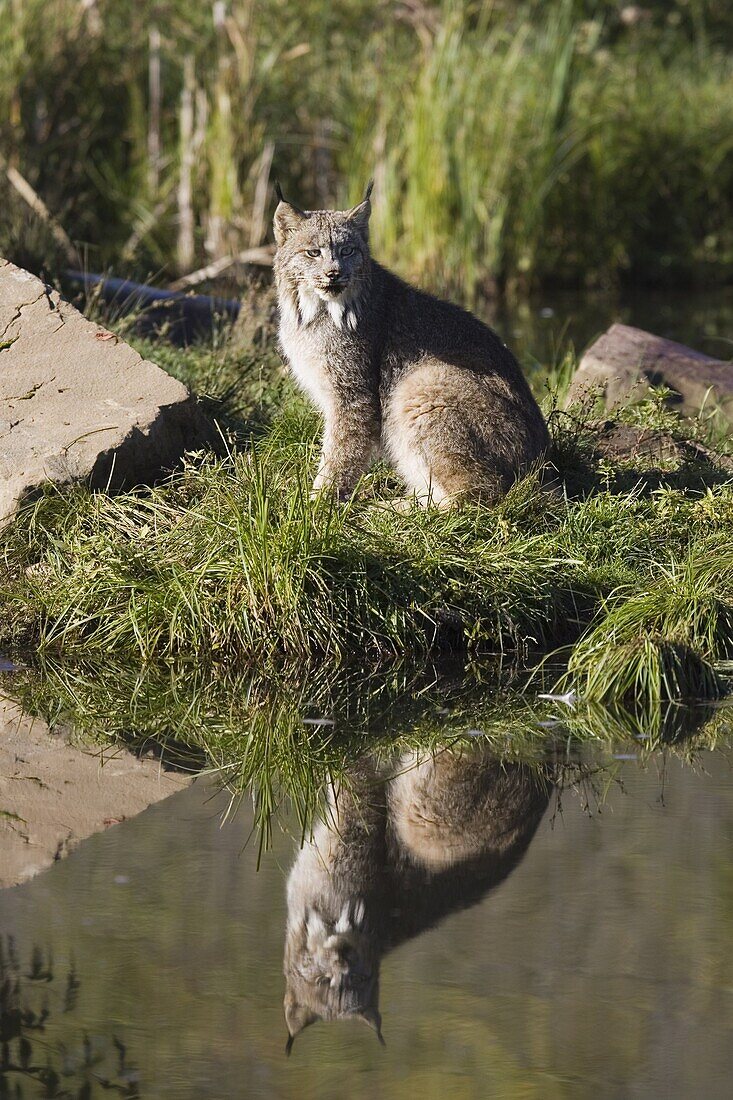 Lynx (Lynx canadensis) reflected sitting at waters edge, in captivity, Minnesota Wildlife Connection, Minnesota, United States of America, North America