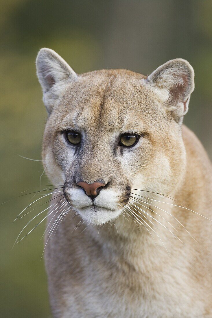 Mountain lion (cougar) (Felis concolor) staring, in captivity, Minnesota Wildlife Connection, Minnesota, United States of America, North America