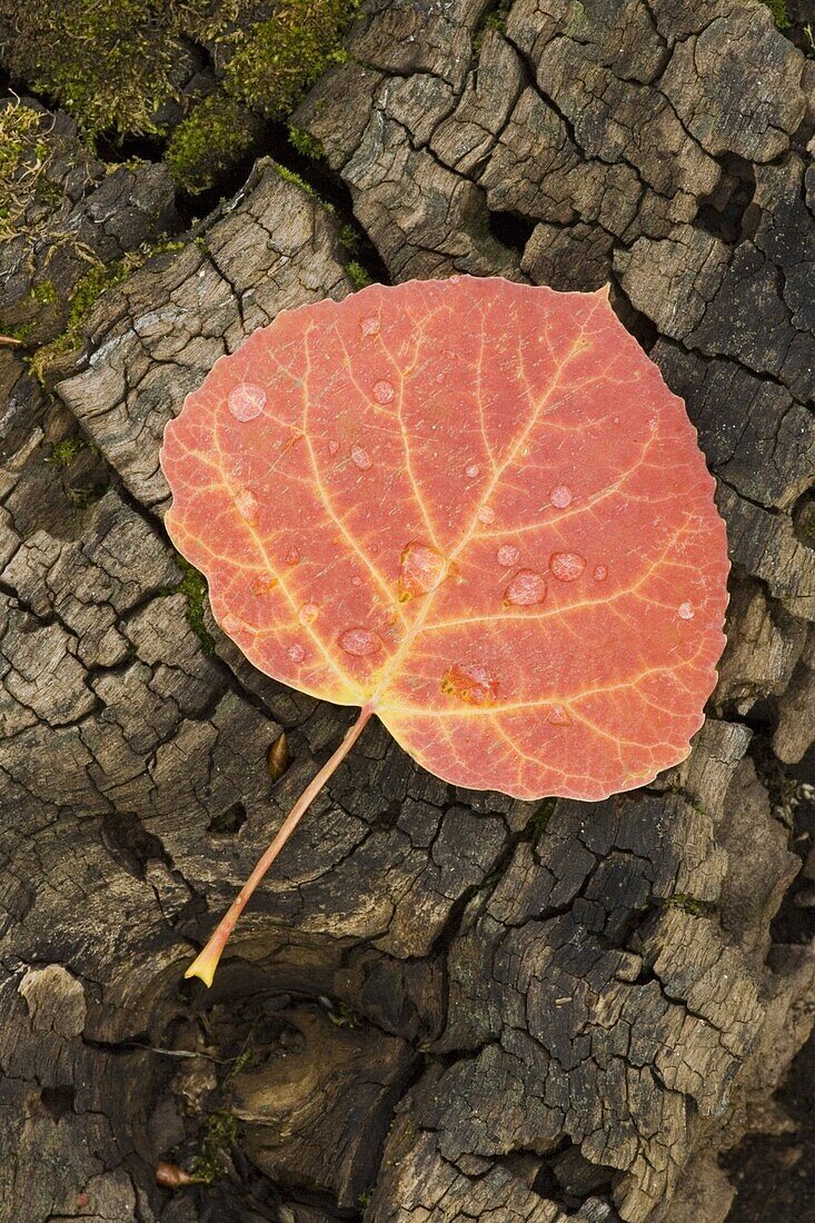 Red aspen leaf with water drops, near Telluride, Colorado, United States of America, North America
