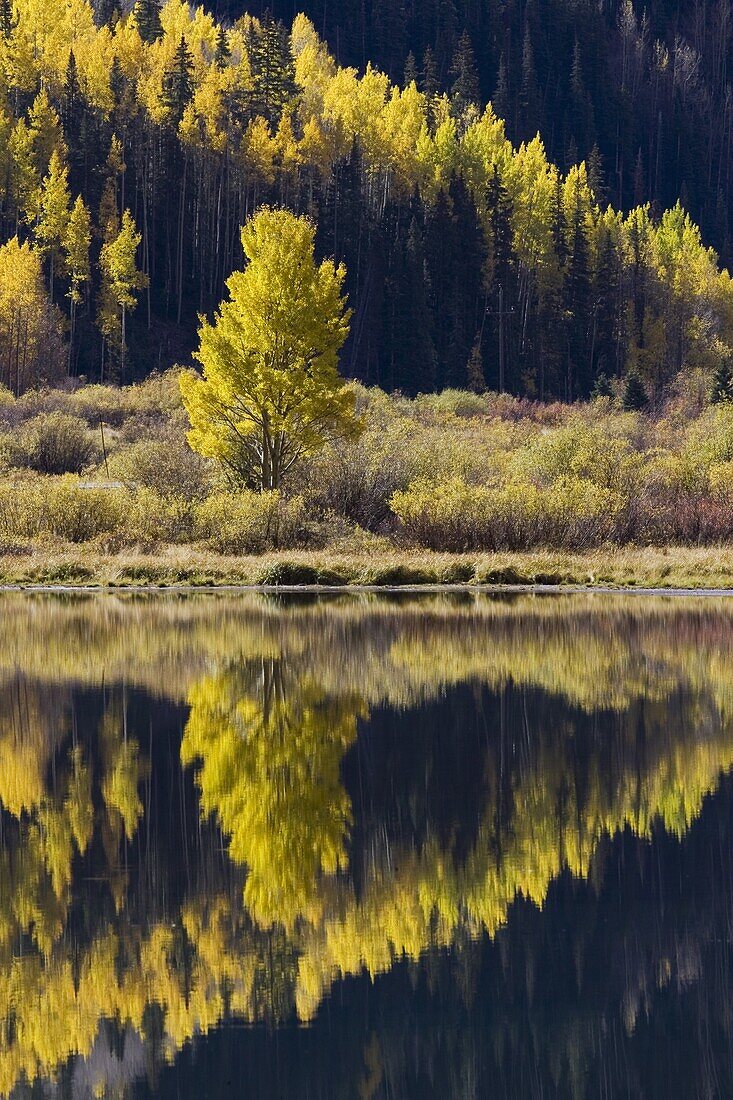 Aspens in fall colors reflected in Crystal Lake, near Ouray, Colorado, United States of America, North America