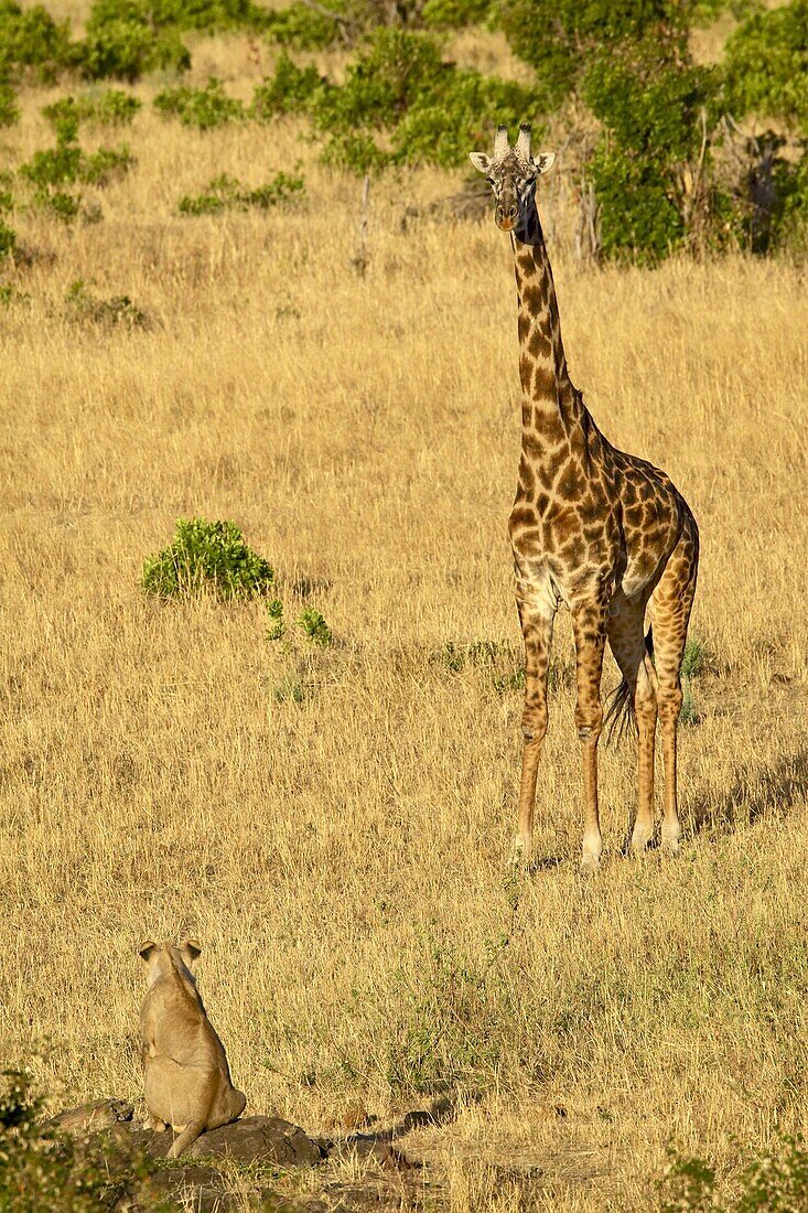 Lion (Panthera leo) and Masai giraffe (Giraffa camelopardalis tippelskirchi) looking at each other, Masai Mara National Reserve, Kenya, East Africa, Africa