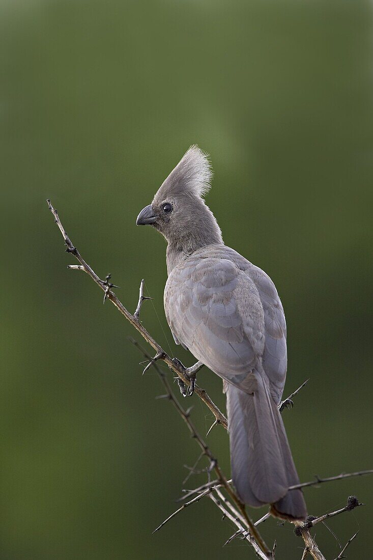 Grey lourie or go-away bird (Corythaixoides concolor), Kruger National Park, South Africa, Africa
