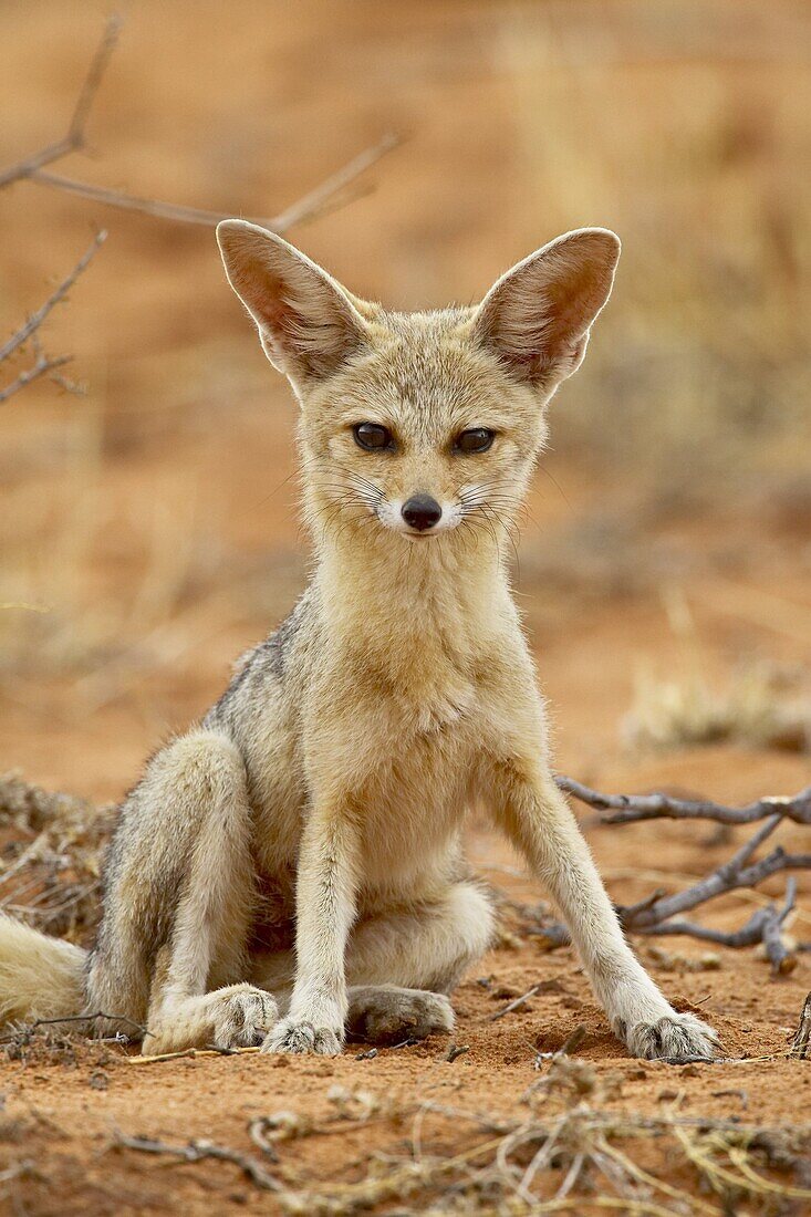 Cape fox (Vulpes chama), Kgalagadi Transfrontier Park, encompassing the former Kalahari Gemsbok National Park, South Africa, Africa