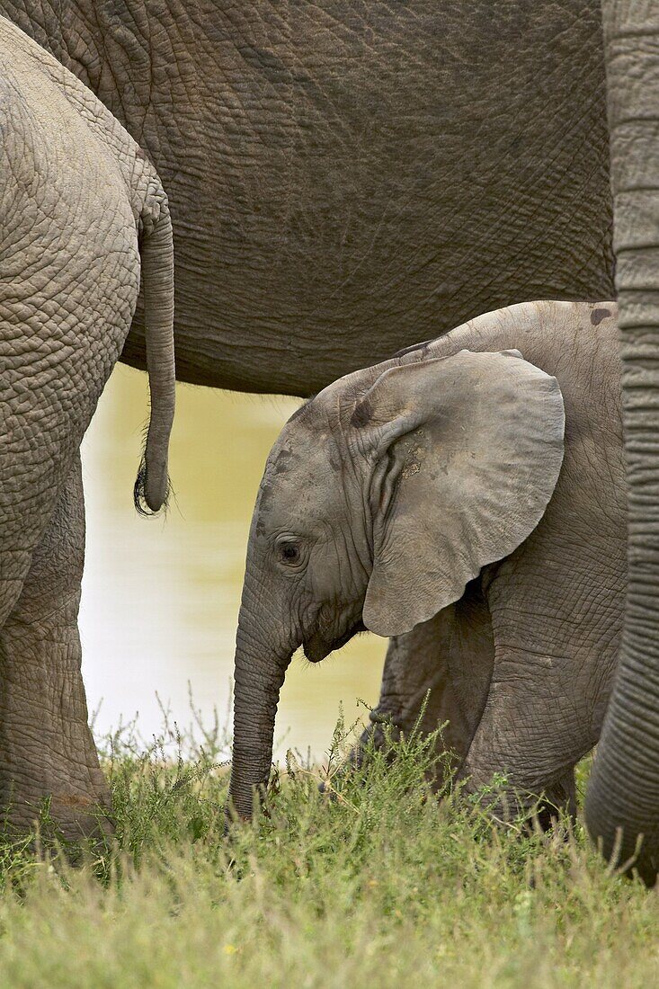 Baby African elephant (Loxodonta africana), Addo Elephant National Park, South Africa, Africa