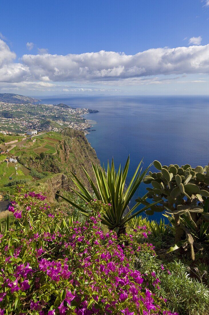 Looking towards Funchal from Cabo Girao, 580m, one of the world's highest sea cliffs on the south coast of the island of Madeira, Portugal, Atlantic, Europe