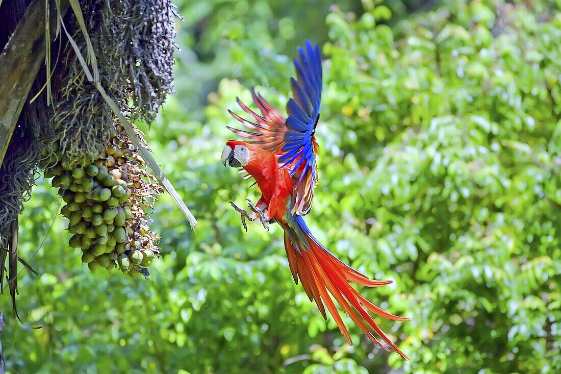 Scarlet Macaws (Ara macao) in flight, Corcovado National Park, Osa Peninsula, Costa Rica, Central America