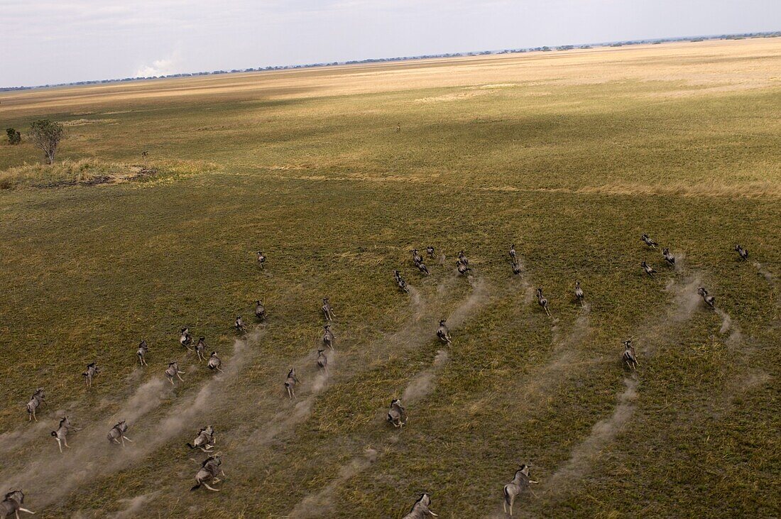 Blue wildebeest seen from helicopter flight over Busanga Plains, Kafue National Park, Zambia, Africa