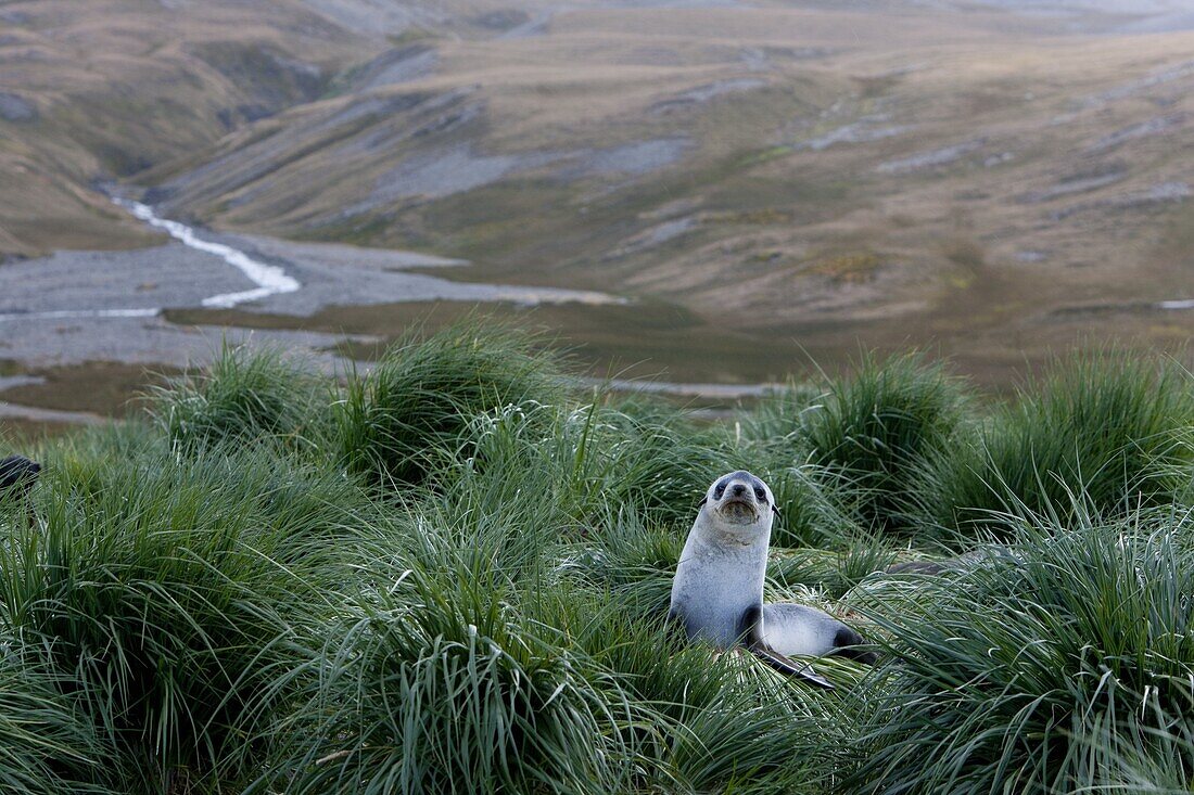 Antarctic fur seal (Arctocephalus gazella), Husvik Island, Antarctic, Polar Regions