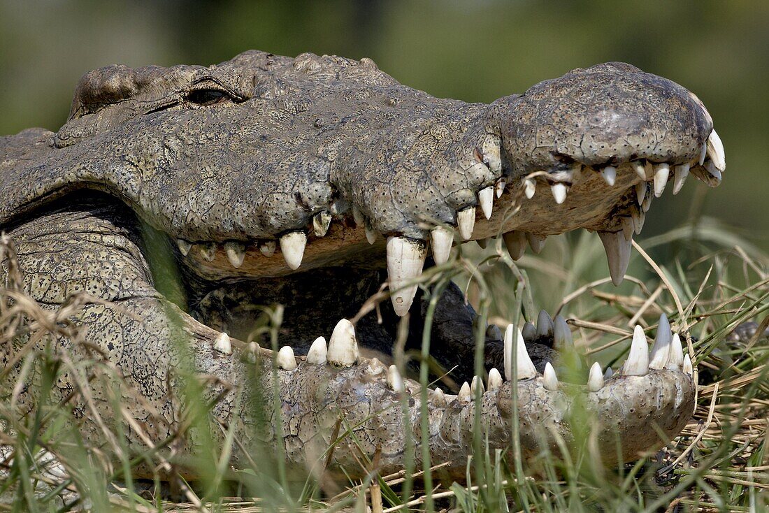 Nile Crocodile (Crocodylus niloticus) with mouth open, Kruger National Park, South Africa, Africa