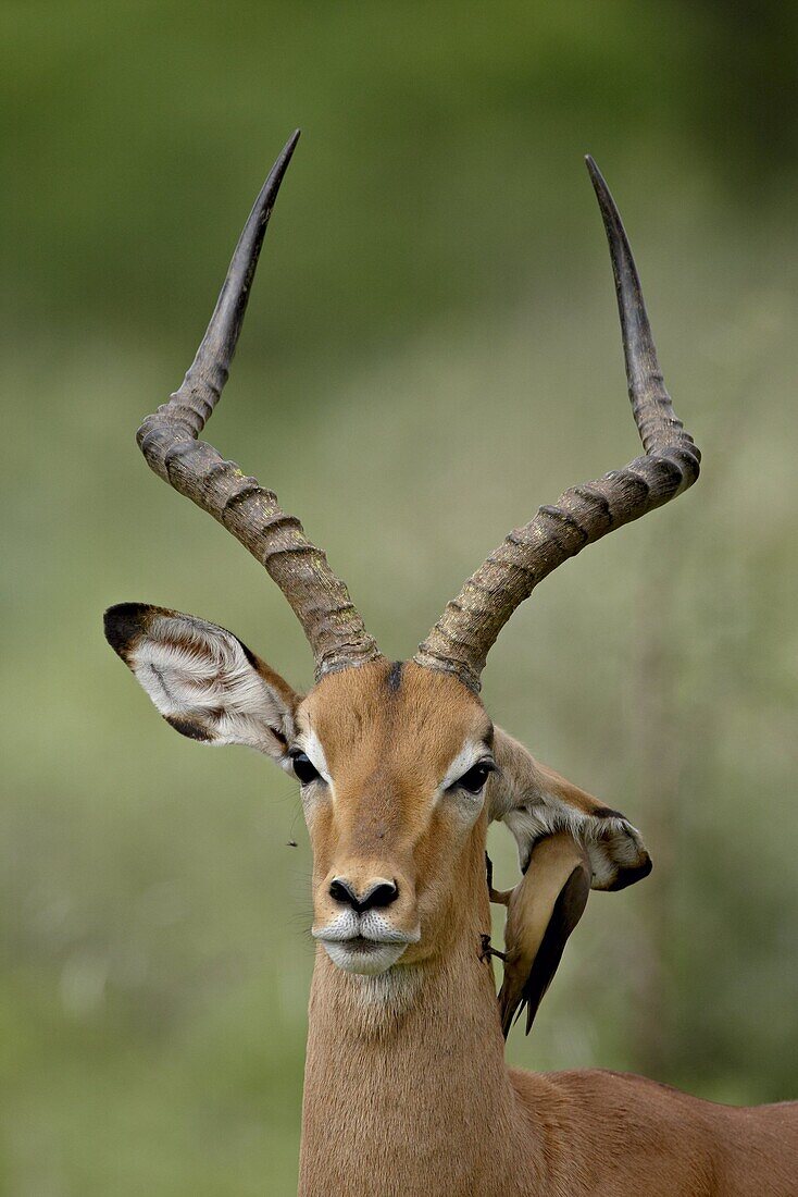 Male Impala (Aepyceros melampus) with a Red-Billed Oxpecker (Buphagus erythrorhynchus), Kruger National Park, South Africa, Africa