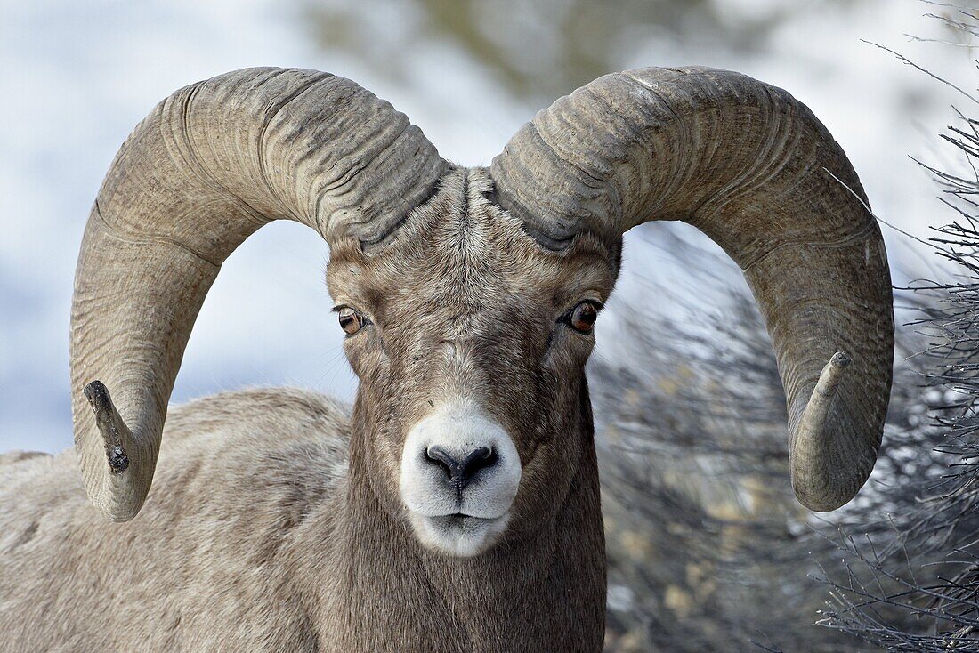 Bighorn Sheep (Ovis canadensis) ram, Yellowstone National Park, Wyoming, United States of America, North America