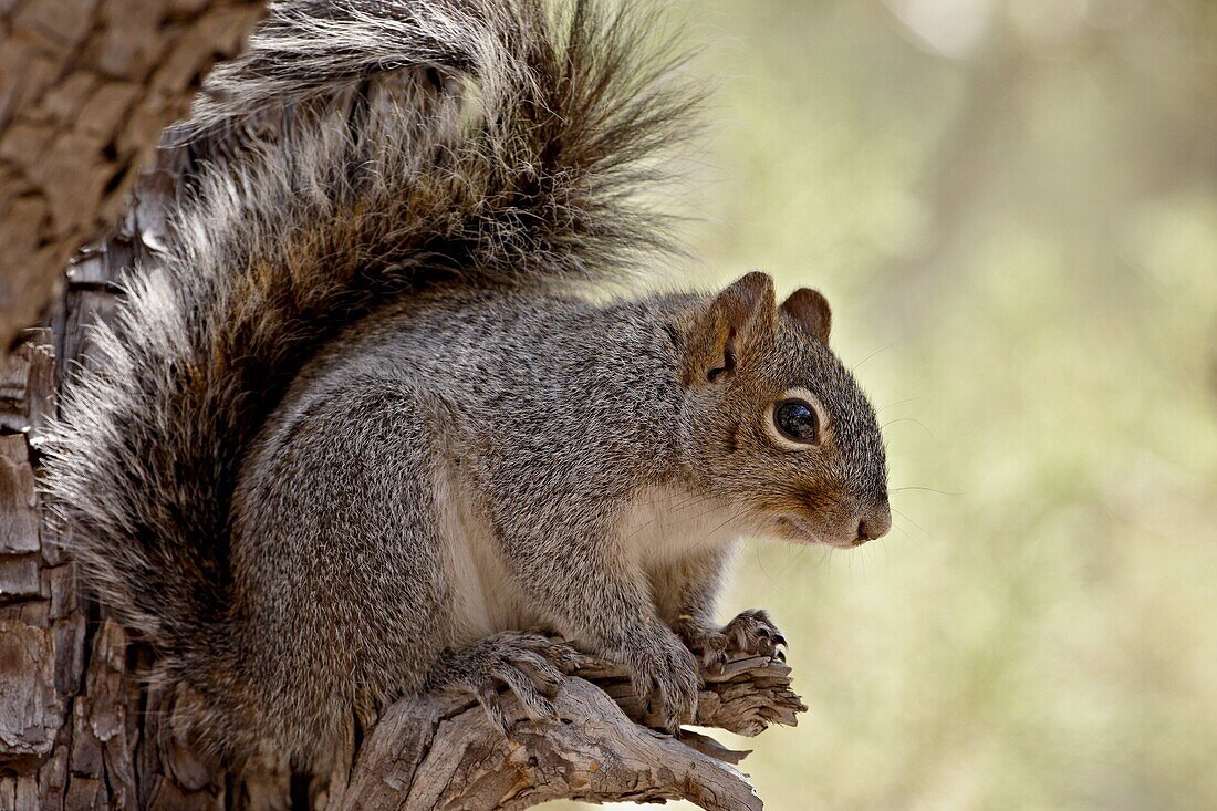 Arizona gray squirrel (Sciurus arizonensis), Madera Canyon, Coronado National Forest, Arizona, United States of America, North America
