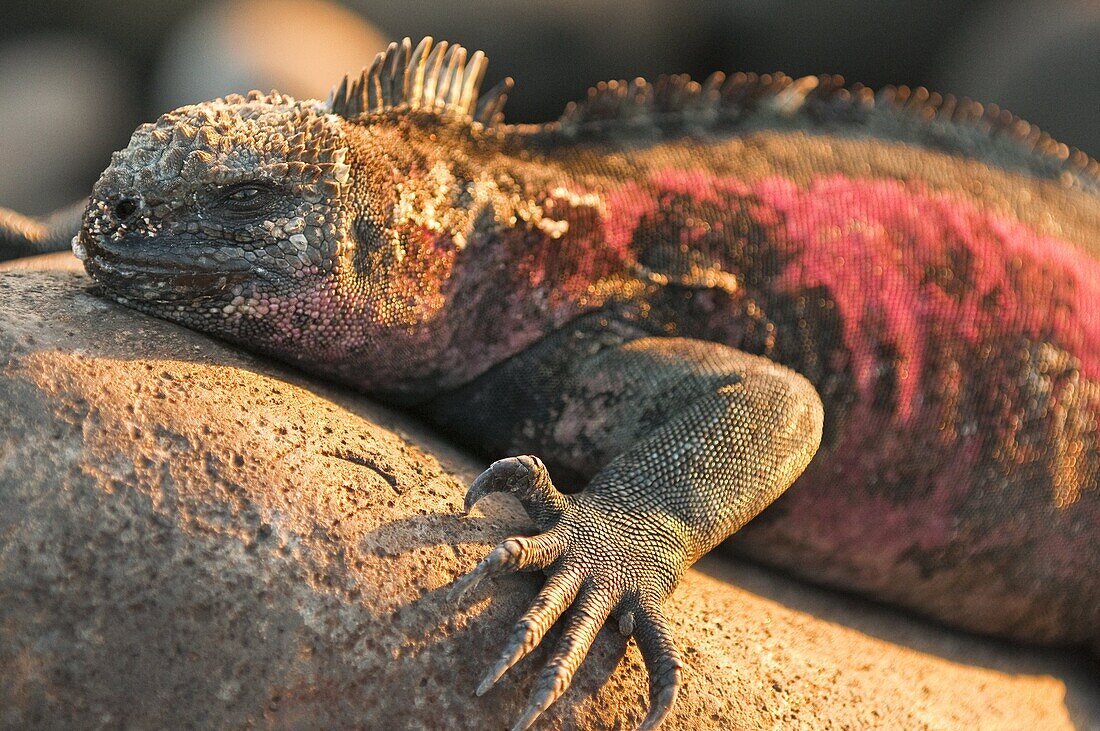 Marine iguana (Amblyrhynchus cristatus), Suarez Point, Isla Espanola (Hood Island), Galapagos Islands, UNESCO World Heritage Site, Ecuador, South America