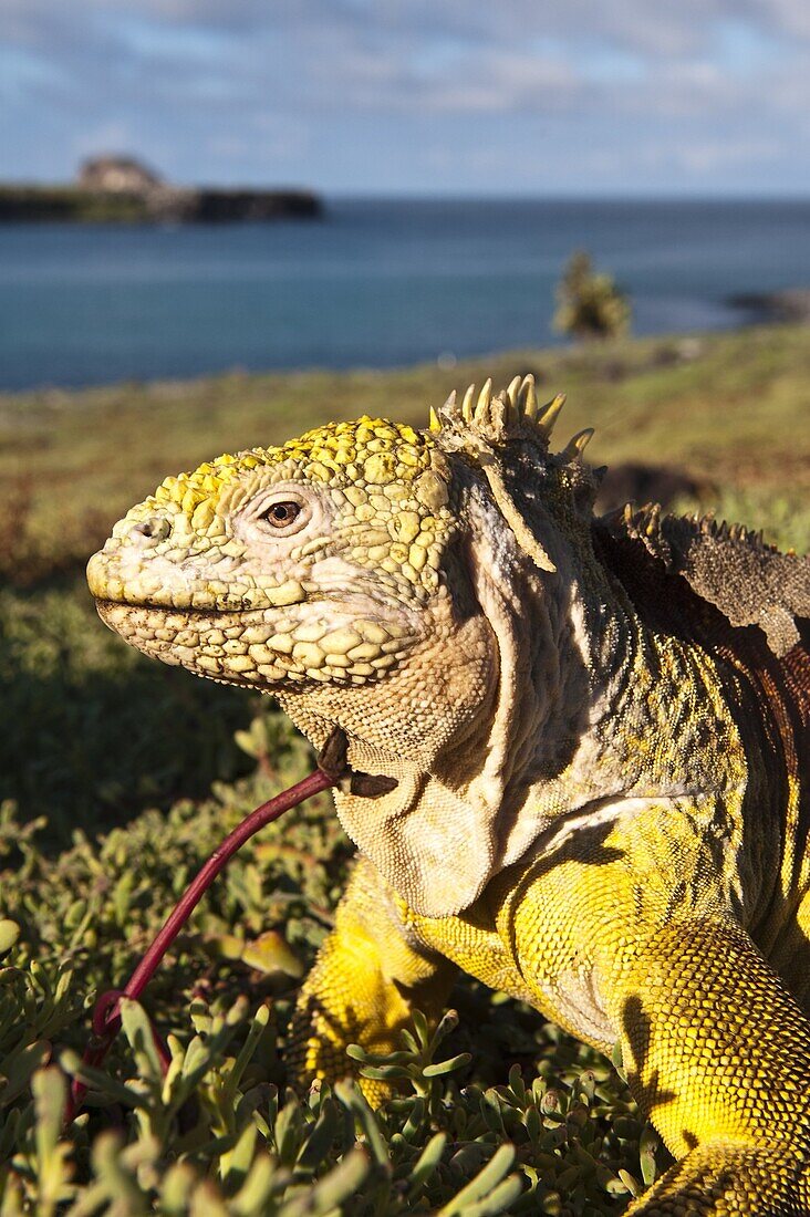 Galapagos land iguana (Conolophus subcristatus), Islas Plaza (lPlaza island), Galapagos Islands, UNESCO World Heritage Site, Ecuador, South America