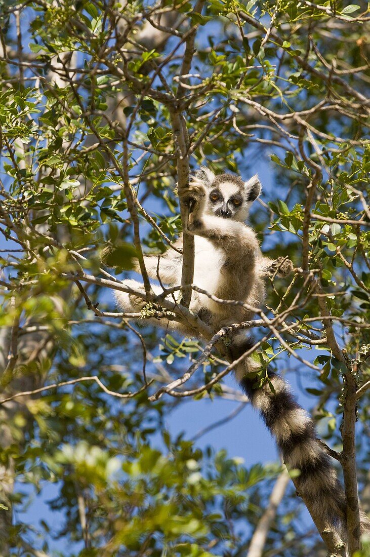 Ring-tailed Lemur (Lemur catta), Berenty Private Reserve, Madagascar, Africa
