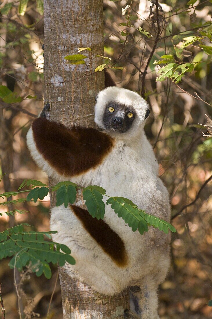 Coquerel's Sifaka (Propithecus coquereli), Ankarafantsika National Park, Madagascar, Africa