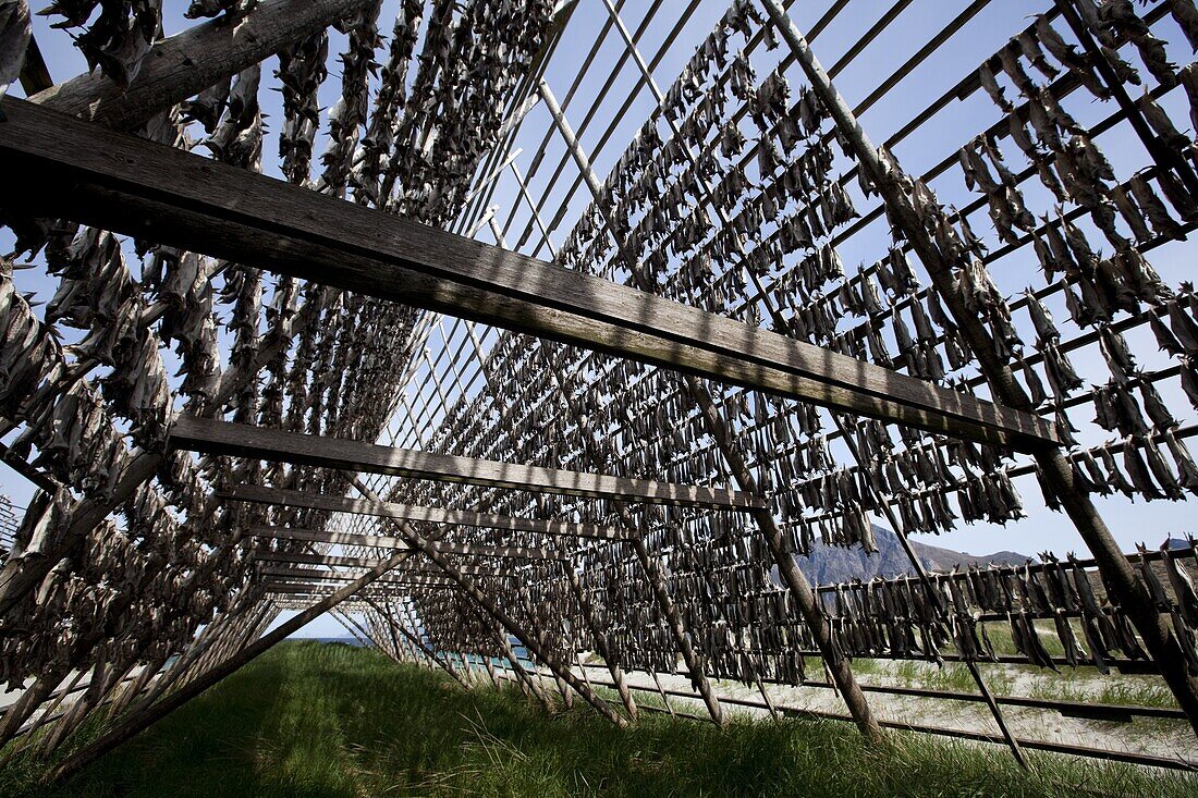 Stockfish, dried cod, hanging on wooden racks called flakes or hjell, on the seashore, Vesteralen archipelago, Troms Nordland county, Norway, Scandinavia, Europe