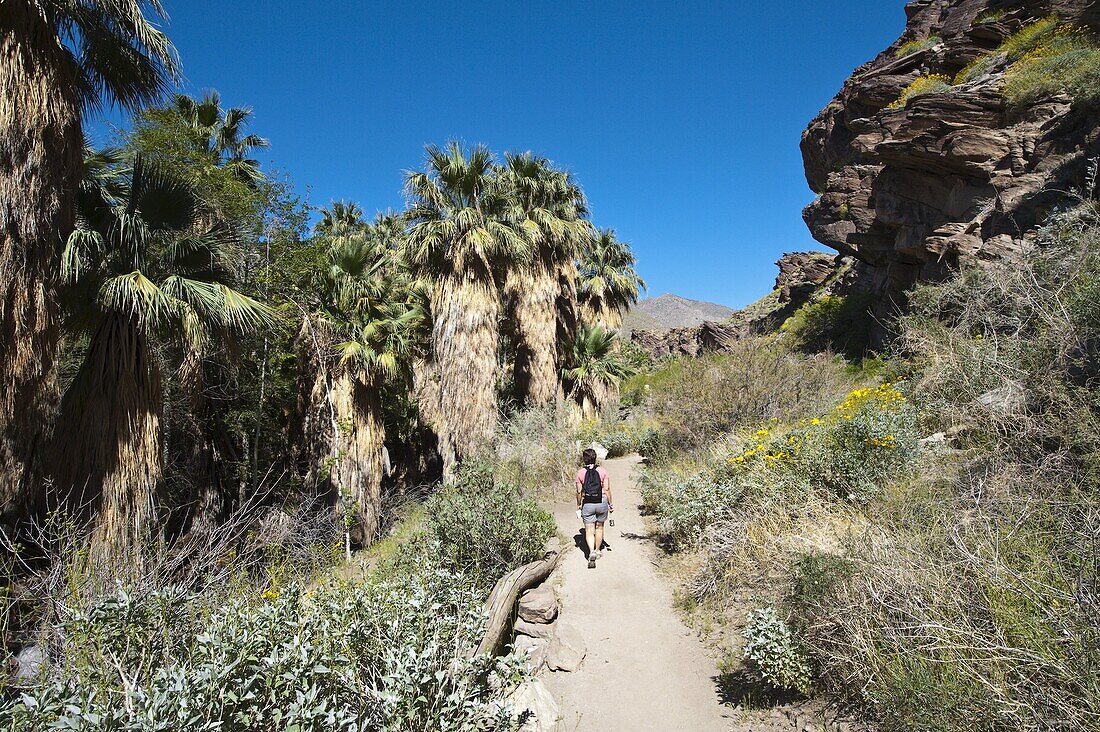 Hiking in Andreas Canyon, Indian Canyons, Palm Springs, California, United States of America, North America