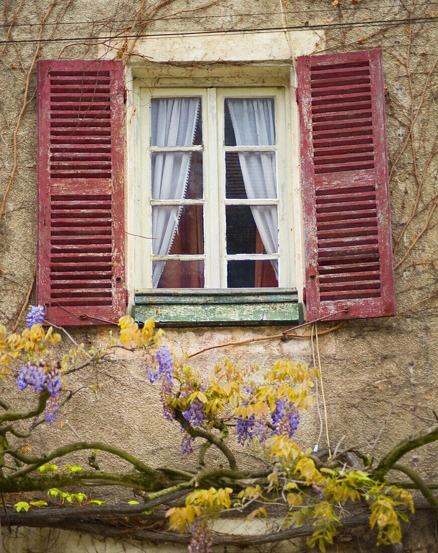 An old window with wisteria growing beneath it in Cluny, Burgundy, France, Europe