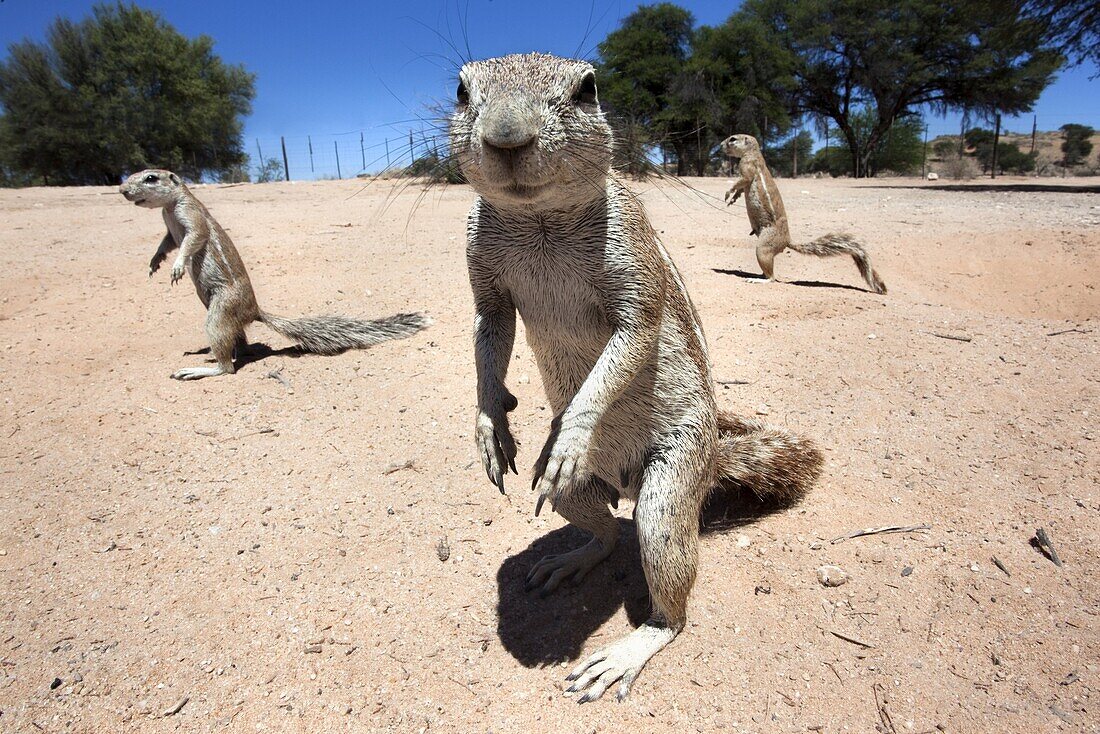 Ground squirrels (Xerus inauris), Kgalagadi Transfrontier Park, Northern Cape, South Africa, Africa