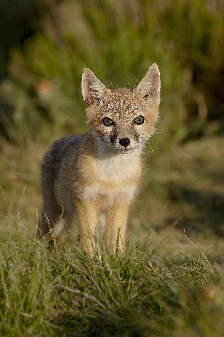 Swift fox (Vulpes velox) kit, Pawnee National Grassland, Colorado, United States of America, North America