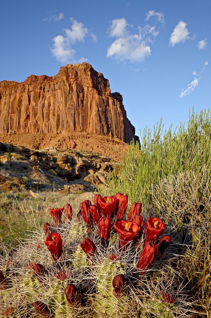 Claretcup cactus (Echinocereus triglochidiatus) and butte, Canyon Country, Utah, United States of America, North America