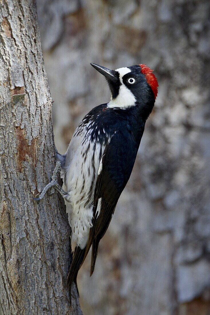 Female acorn woodpecker (Melanerpes formicivorus), Chiricahuas, Coronado National Forest, Arizona, United States of America, North America