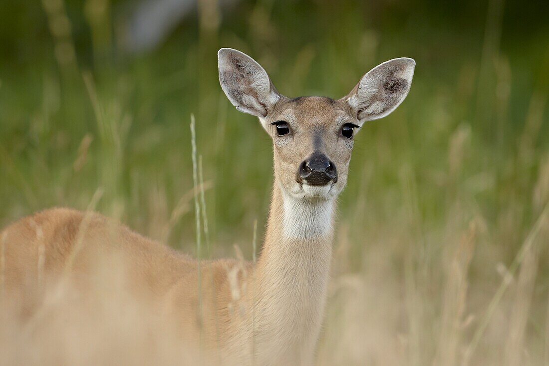 Whitetail deer (Odocoileus virginianus) doe, Stillwater County, Montana, United States of America, North America