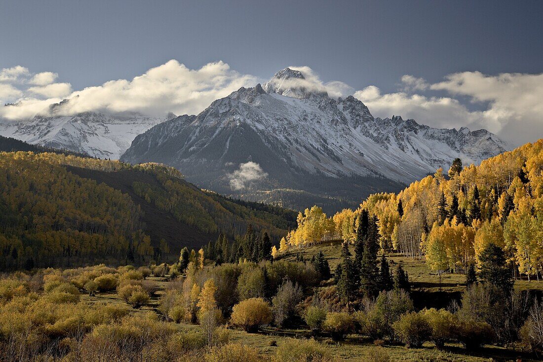 Yellow aspens and snow-covered mountains, Uncompahgre National Forest, Colorado, United States of America, North America
