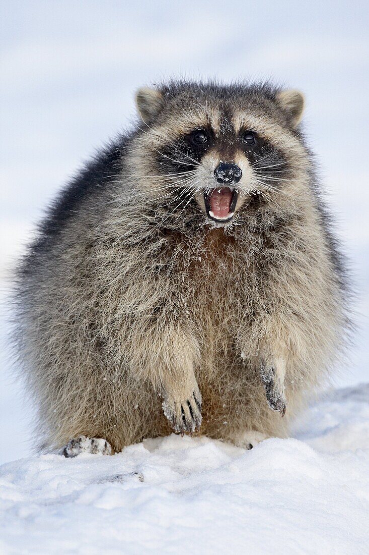 Raccoon (Procyon lotor) in the snow, in captivity, near Bozeman, Montana, United States of America, North America