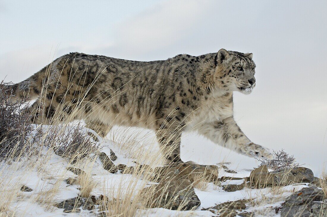 Snow Leopard (Uncia uncia), in captivity, near Bozeman, Montana, United States of America, North America