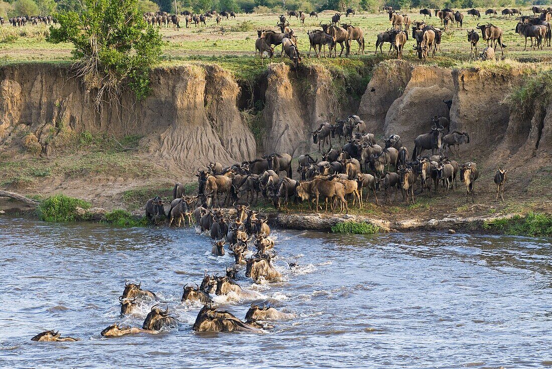 Herd of blue wildebeest (brindled gnu) (Connochaetes taurinus) crossing the Mara River, Masai Mara National Reserve, Kenya, East Africa, Africa