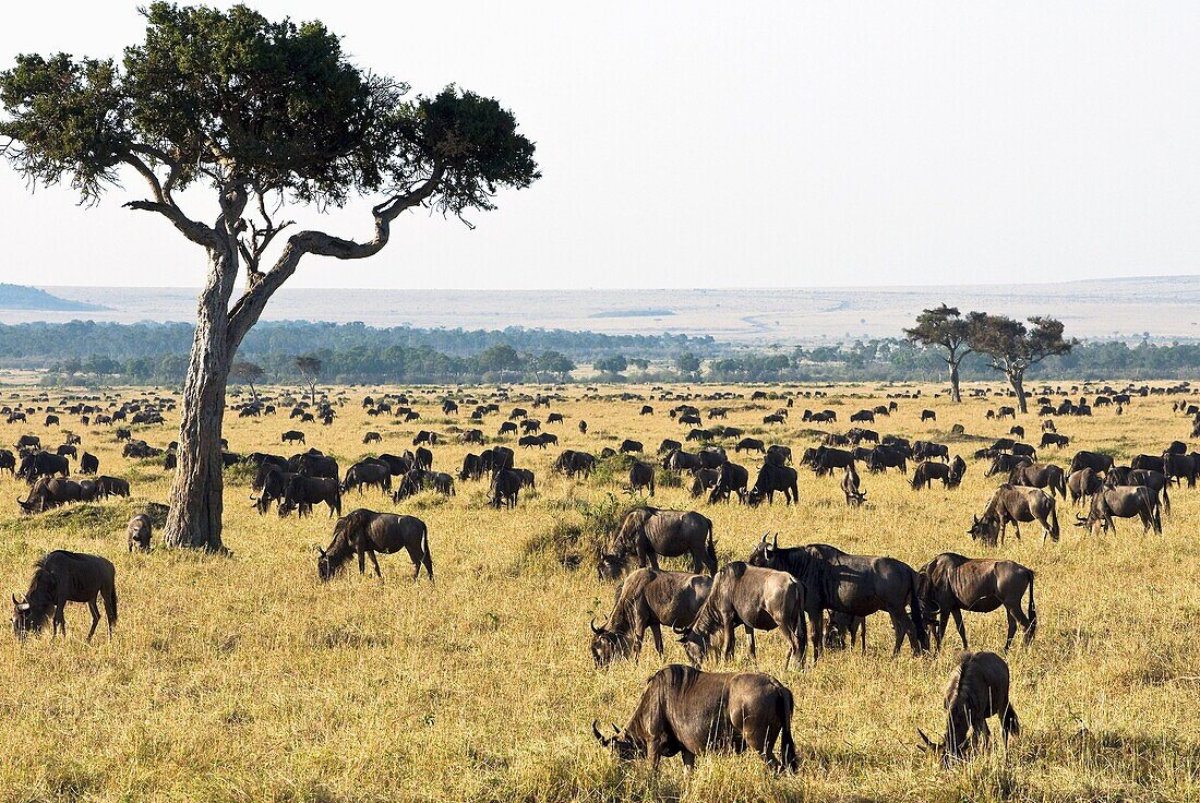 Herd of wildebeest (Connochaetes taurinus), Masai Mara National Reserve, Kenya, East Africa, Africa