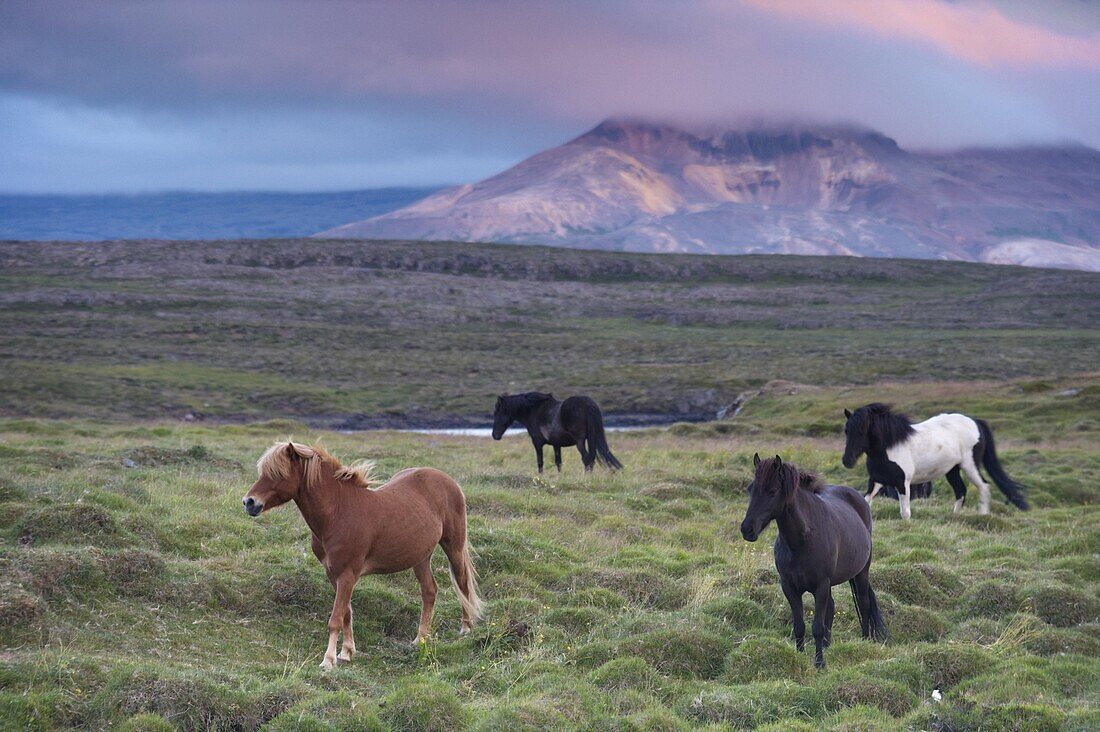 Icelandic horses, near Stykkisholmur, Snaefellsness peninsula, West Iceland, Iceland, Polar Regions