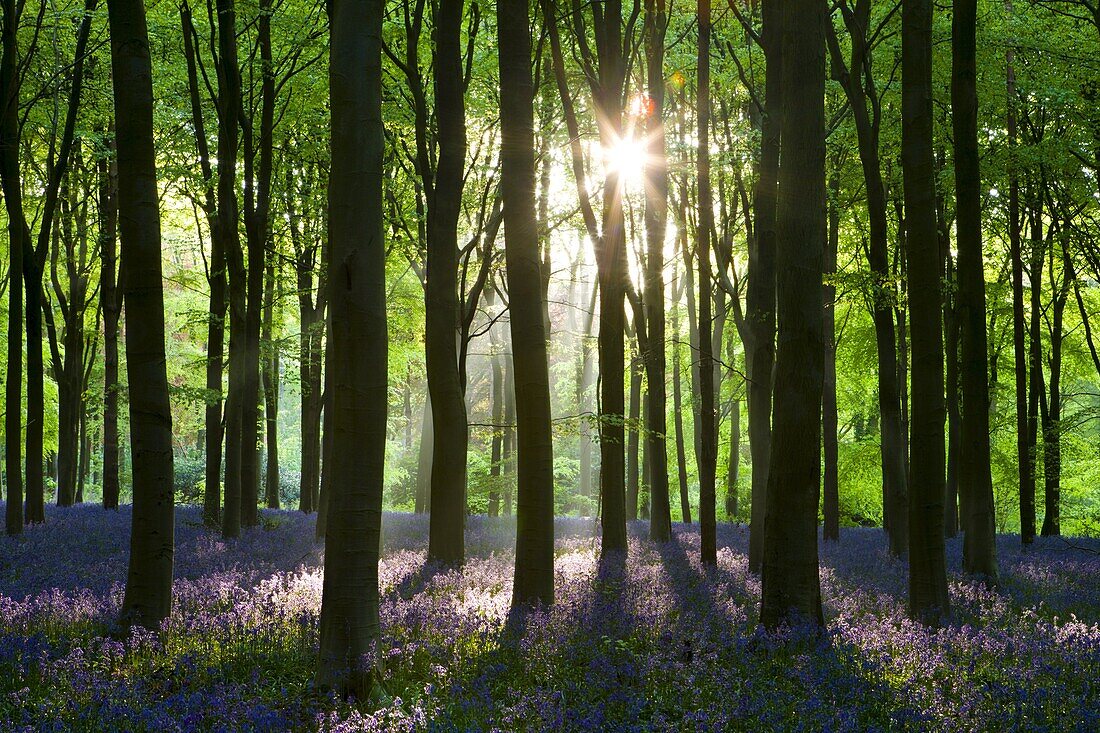 Early morning sunlight in West Woods bluebell woodland, Lockeridge, Wiltshire, England, United Kingdom, Europe