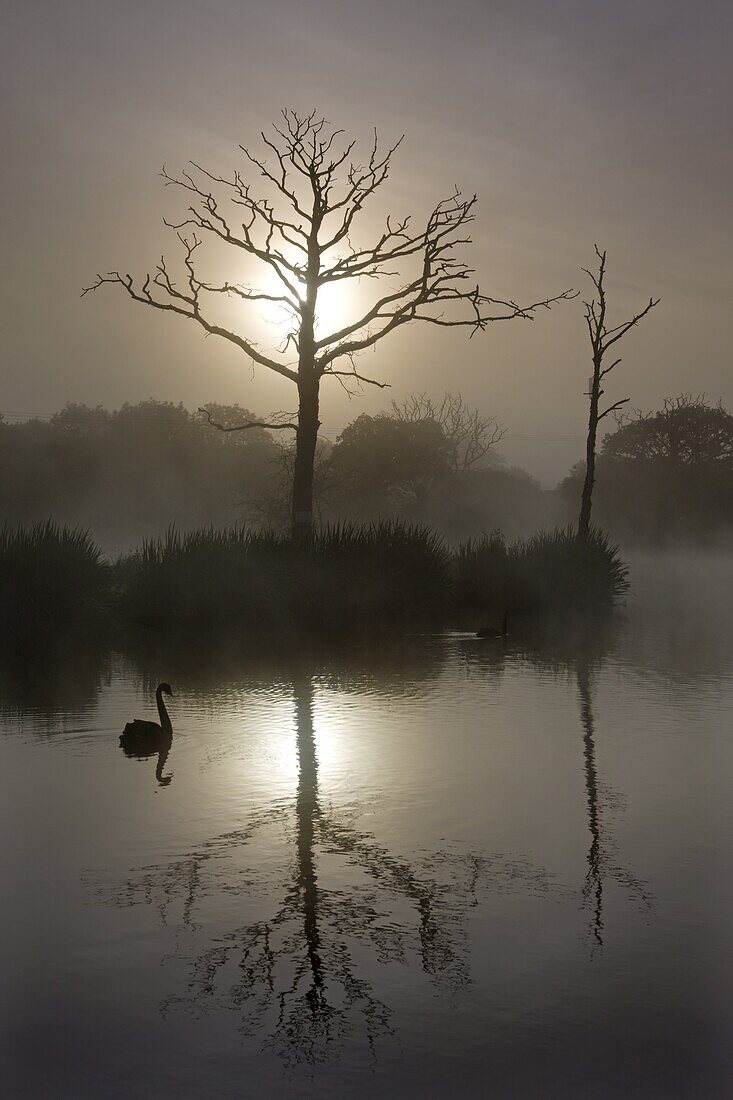 Misty summer morning on a fishing lake with dead trees and a swan, Morchard Road, Devon, England, United Kingdom, Europe