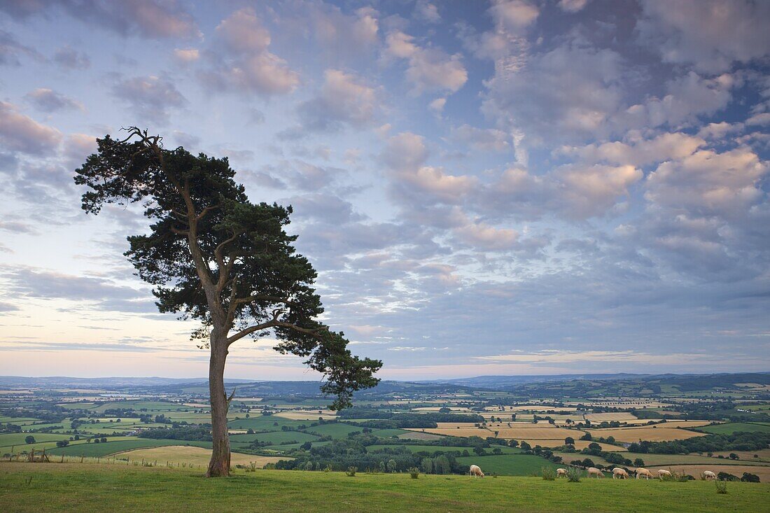 Pine tree on Raddon Hill, looking over agricultural countryside, Mid Devon, England, United Kingdom, Europe