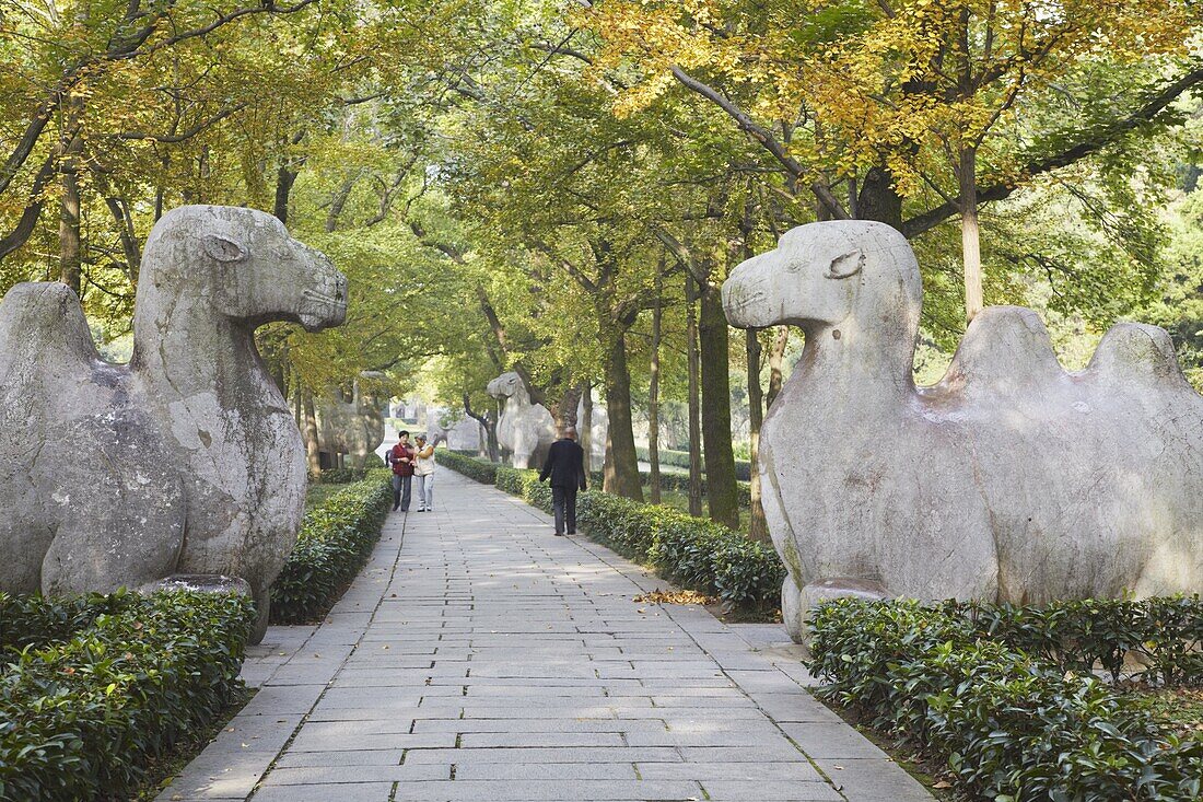 Camel statues on Stone Statue Road at Ming Xiaoling, Ming dynasty tomb, UNESCO World Heritage Site, Zijin Shan, Nanjing, Jiangsu, China, Asia