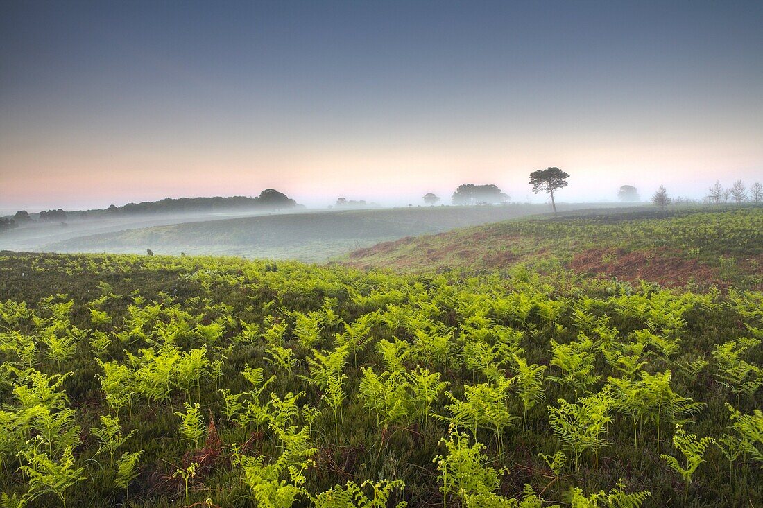 Lush new growth of bracken fronds shoot up on a misty morning. New Forest, Hampshire, England, United Kingdom, Europe