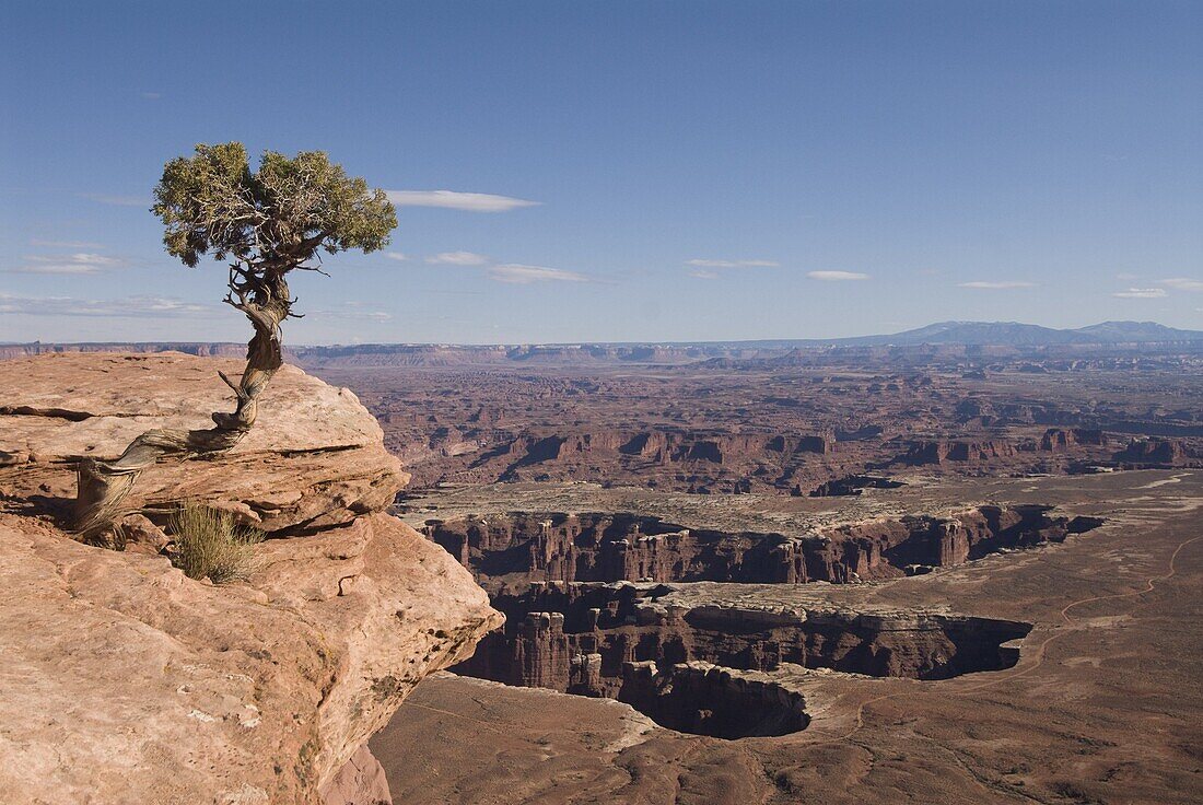 Grand View Point Overlook with Utah Juniper tree (Juniperus osteosperma) in foreground, Canyonlands National Park, Utah, United States of America, North America
