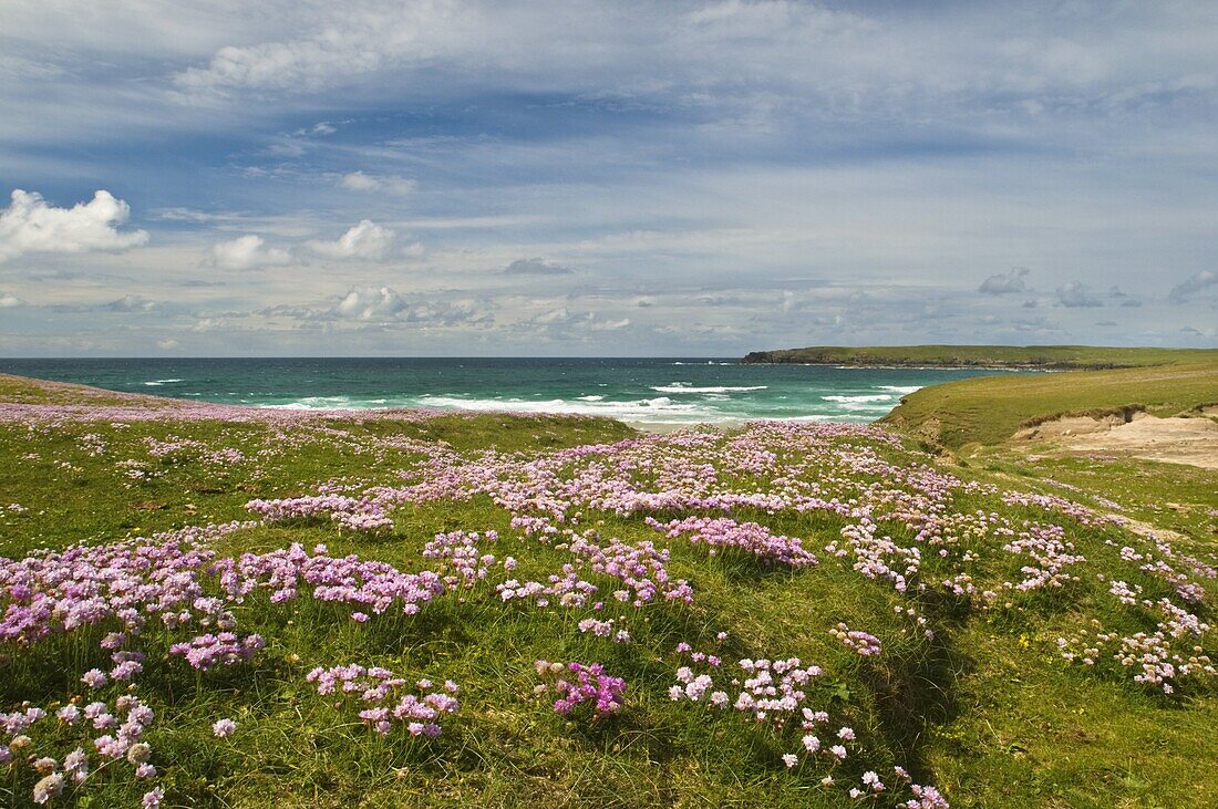 Wild flowers and coastline, Isle of Lewis, Outer Hebrides, Sotland, United Kingdom, Europe