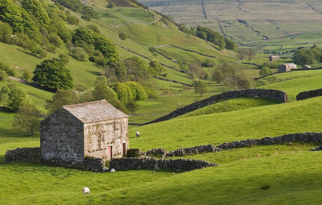 Typical stone barns near Keld in Swaledale, Yorkshire Dales National Park, Yorkshire, England, United Kingdom, Europe