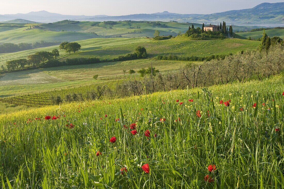 Dawn view of Val d'Orcia showing Belvedere and rolling Tuscan countryside, UNESCO World Heritage Site, San Quirico d'Orcia, Tuscany, Italy, Europe