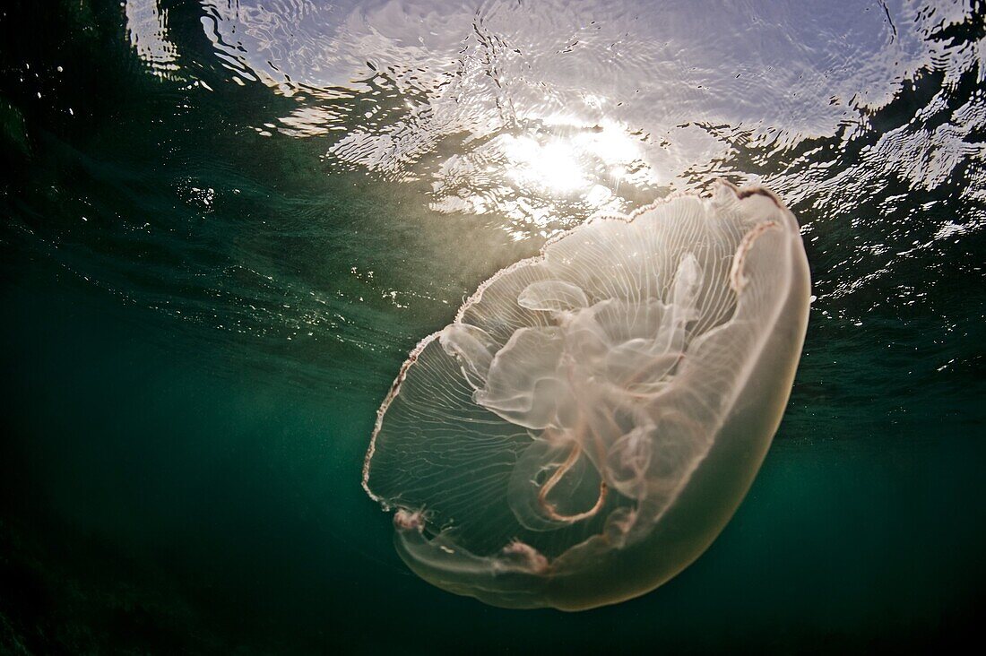 A moon jellyfish catches the sunlight, Antigua, Leeward Islands, West Indies, Caribbean, Central America