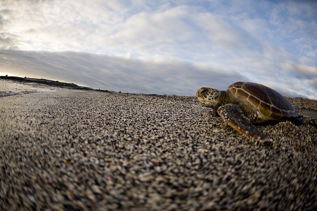 A Pacific green turtle, on the beach, Galapagos Islands, UNESCO World Heritage Site, Ecuador, South America