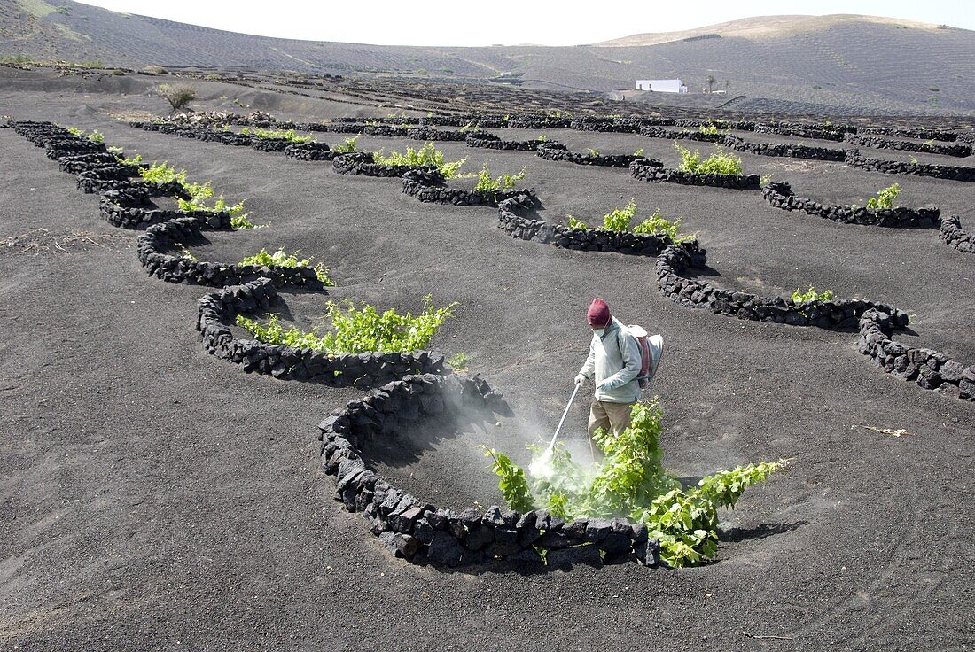 Vineyards of La Geria on volcanic ash of 1730s eruptions, Lanzarote, Canary Islands, Spain, Europe
