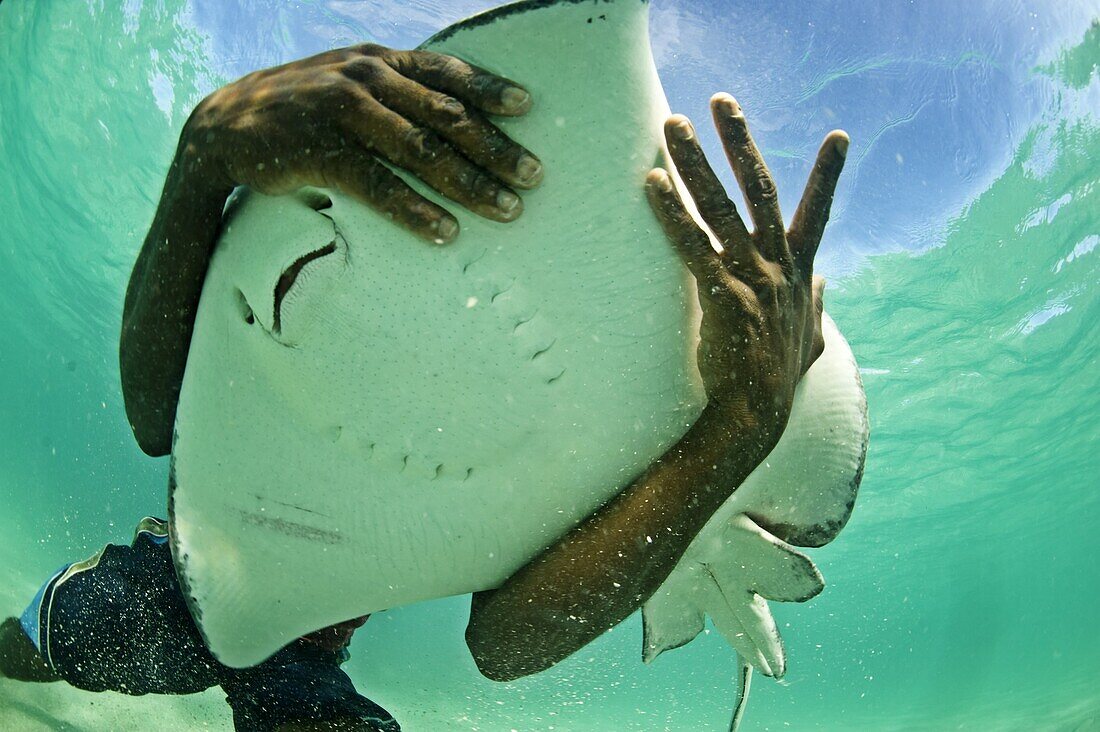 Holding a stingray, Antigua, West Indies, Caribbean, Central America